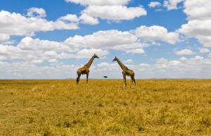 Giraffe nella Savana
