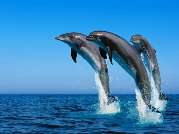 dove nuotare coi delfini