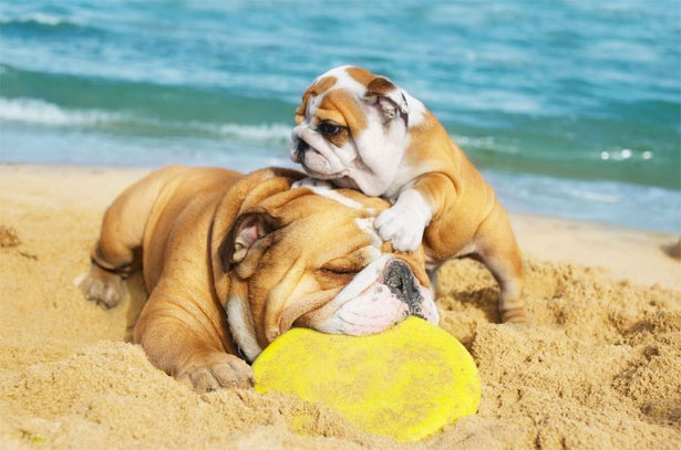 Spiagge per cani Bibione Lignano