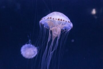 Medusa box jellyfish trasparente con tentacoli lunghi in mare tropicale