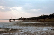 Lago Magadi