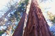 Parco Nazionale di Yosemite