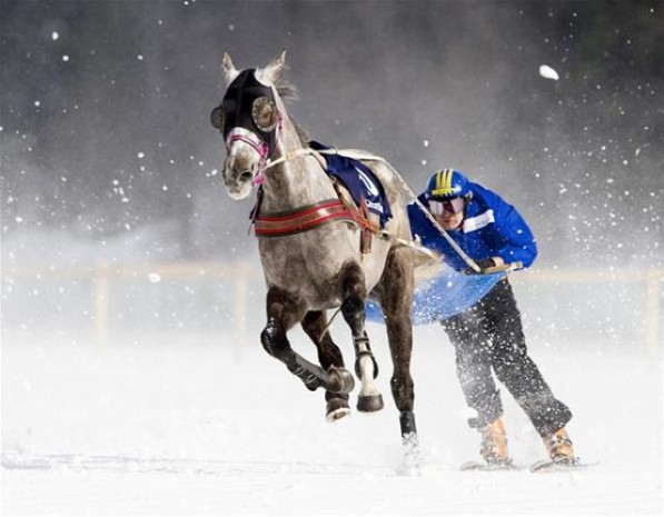 Cavallo traino