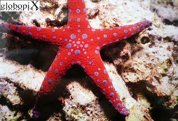 stella marina