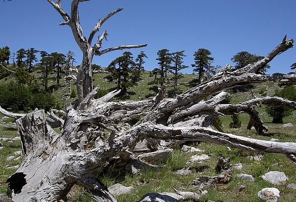 Parco Nazionale del Pollino