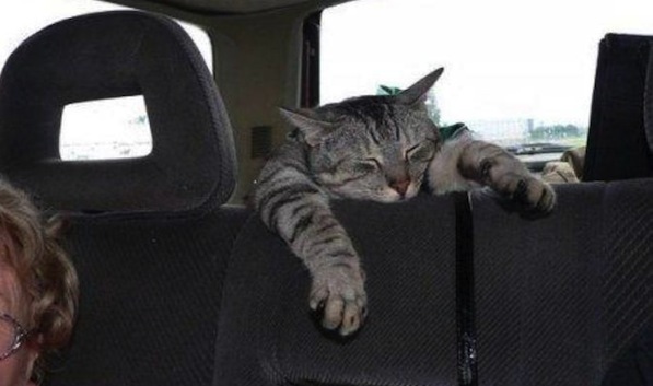 gatto in auto