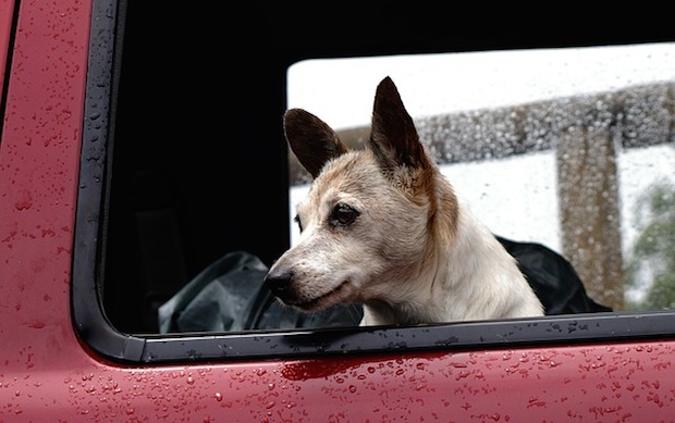 viaggiare con animali in auto