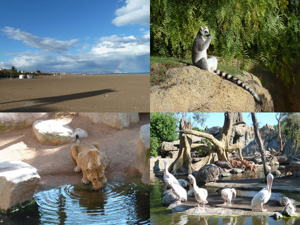 Valencia in tre giorni - Bioparc