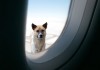 come portare il cane in aereo