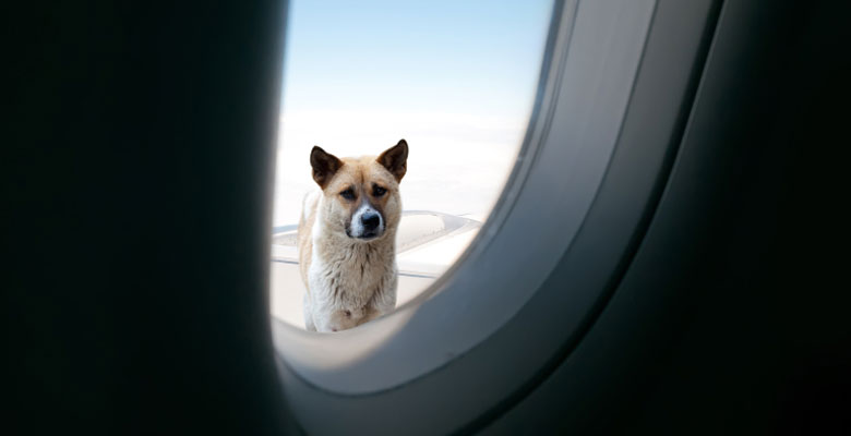 come portare il cane in aereo