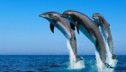 dove nuotare coi delfini