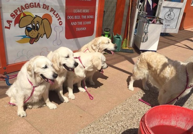 Spiagge per cani a Bibione e Lignano