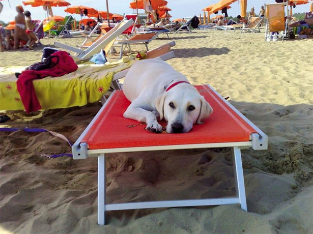 Spiaggia per cani: Pluto