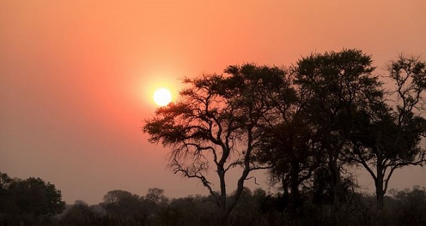 Botswana safari