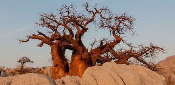 Botswana safari