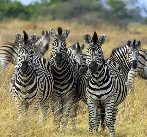 Botswana safari