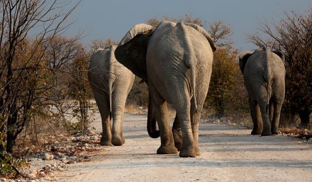 Botswana safari