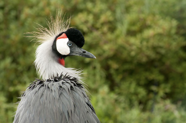 crested crane