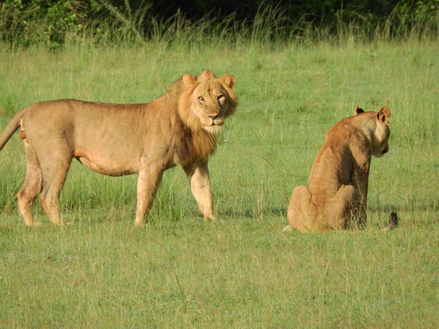 leoni in Uganda