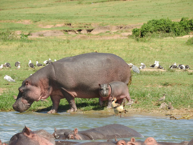 uganda - ippopotami