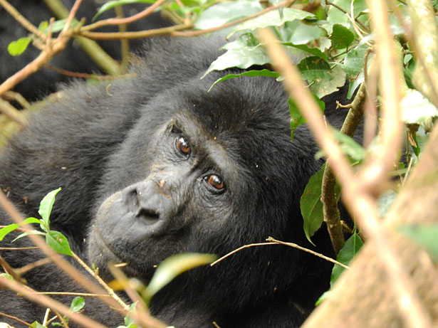 Viaggi in Uganda personalizzati