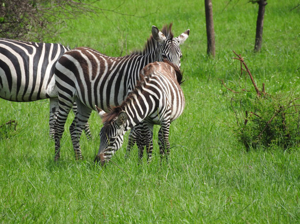 zebre in Uganda