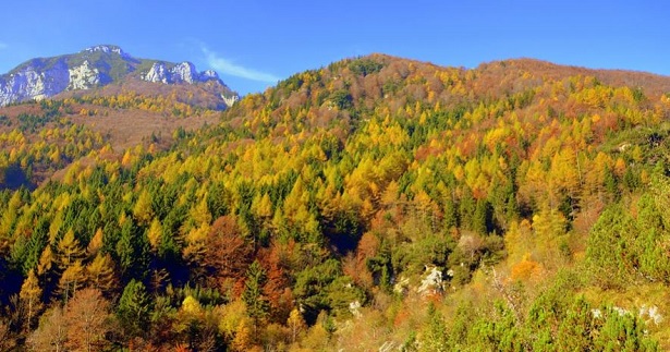 Vacanze nei boschi in Italia