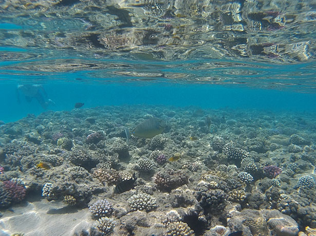 vacanze di Natale Mar Rosso