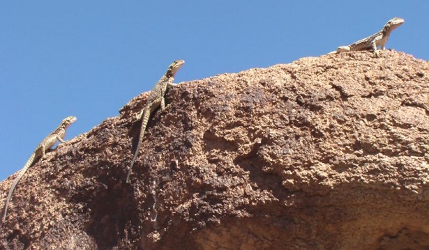 Deserto dei Gobi