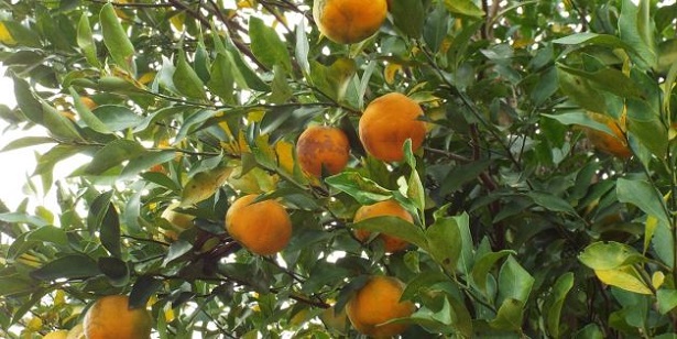 Melito di Porto Salvo: bergamotto