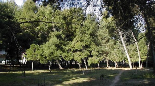 Riserva naturale Pineta di Santa Filomena 