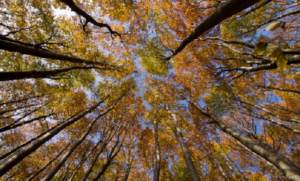 Cosa vedere nelle Foreste Casentinesi