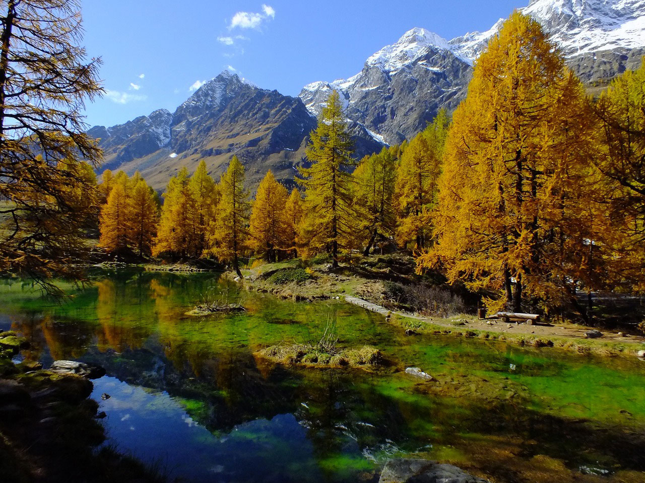 foresta fiume montagna