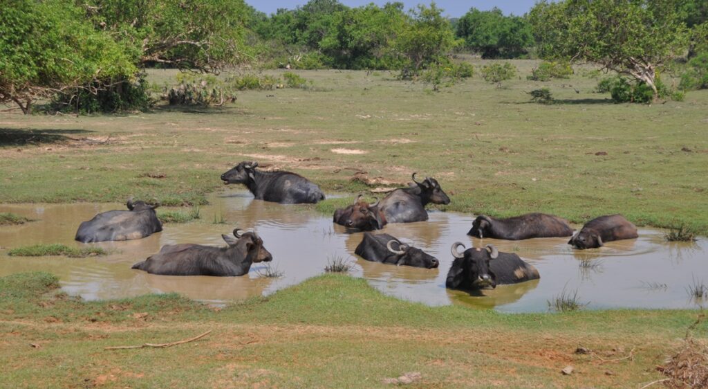 parco nazionale di yala uno degli itinerario sri lanka