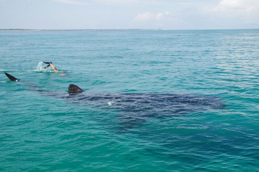 Persona che nuota vicino a uno squalo balena in mare aperto durante escursione tropicale