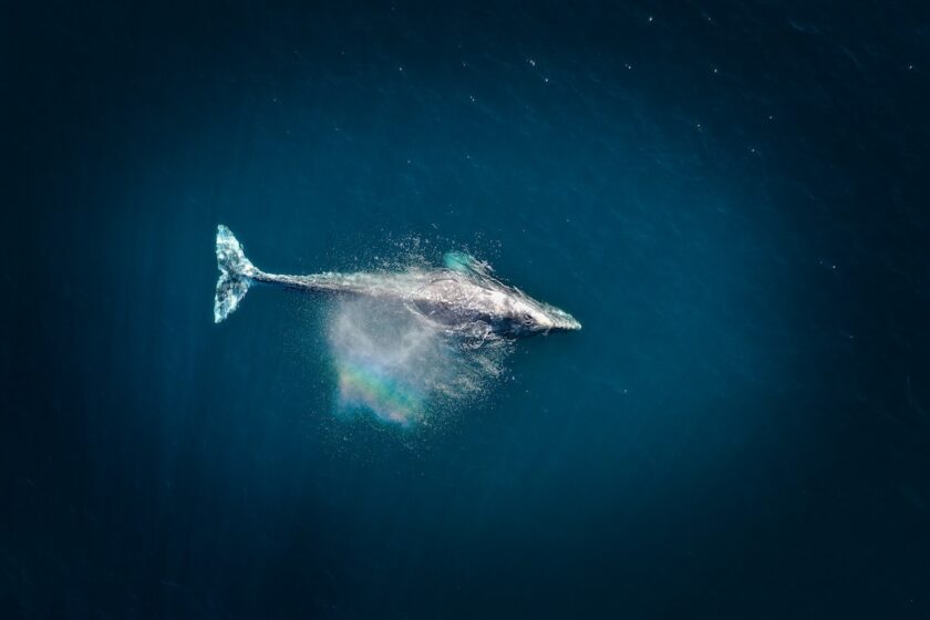 Squalo balena solitario fotografato dall’alto vicino a una barriera corallina