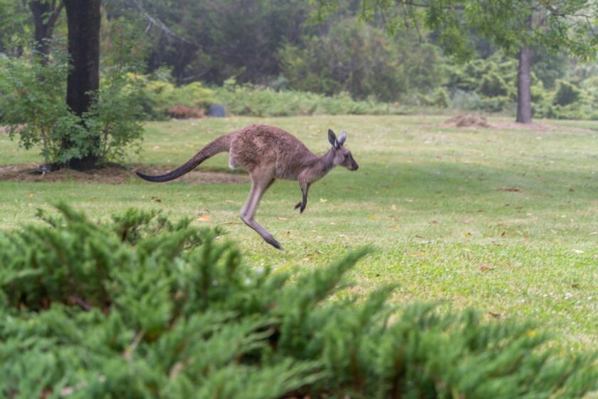 Canguro nell’Outback australiano al tramonto, su sfondo di paesaggio verdeggiante