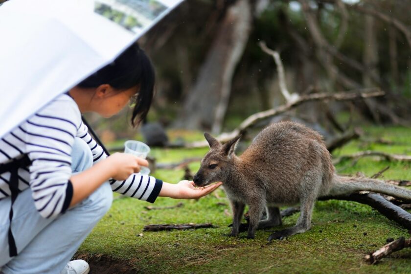 Incontro ravvicinato con canguri in una riserva naturale australiana